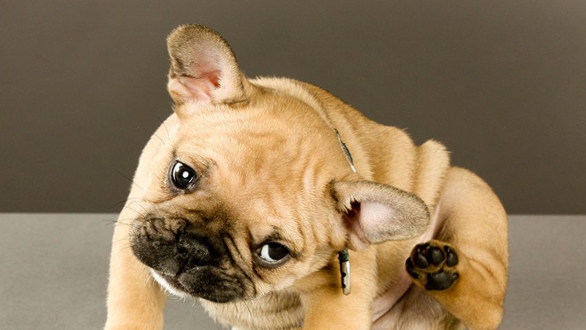 french bulldog allergy
