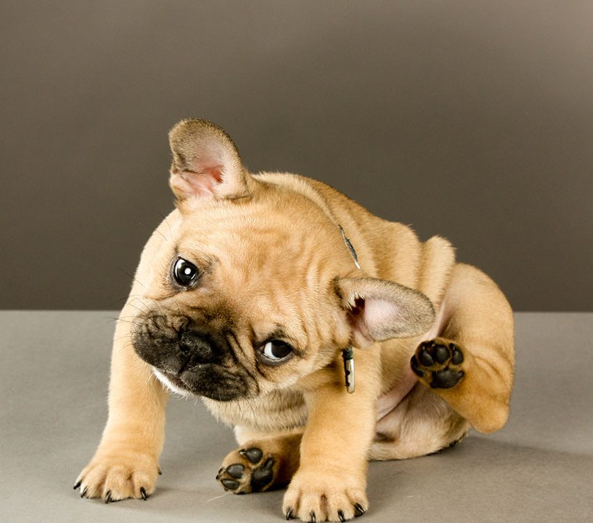french bulldog allergy