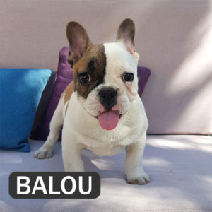 BALOU French Bulldog Breed