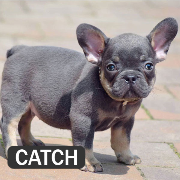 CATCH - French Bulldog Breed