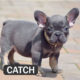 CATCH - French Bulldog Breed