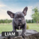 LIAM- French Bulldog Breed