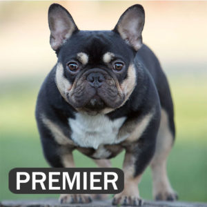 PREMIER. TRI mini black and tan boy.