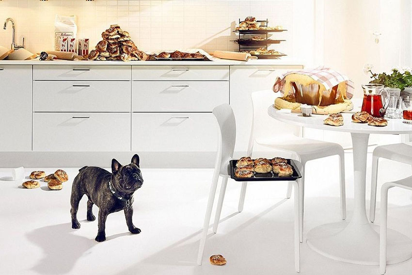 French Bulldog raw diet 1