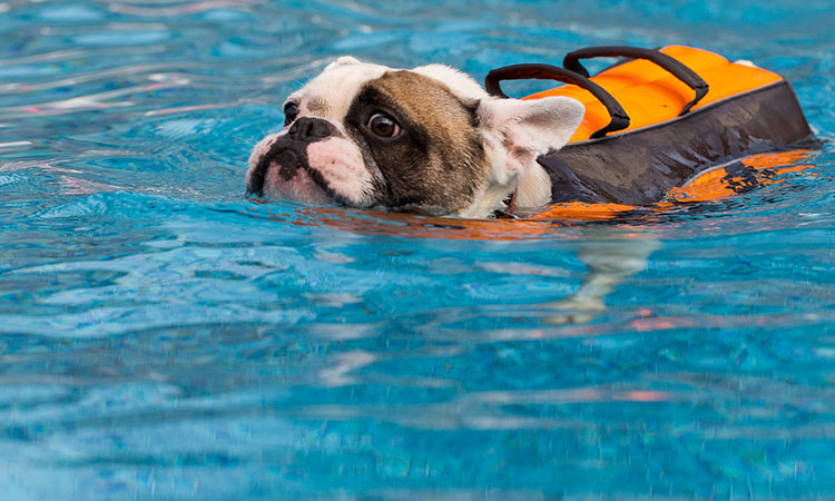 French Bulldogs and swimming 1