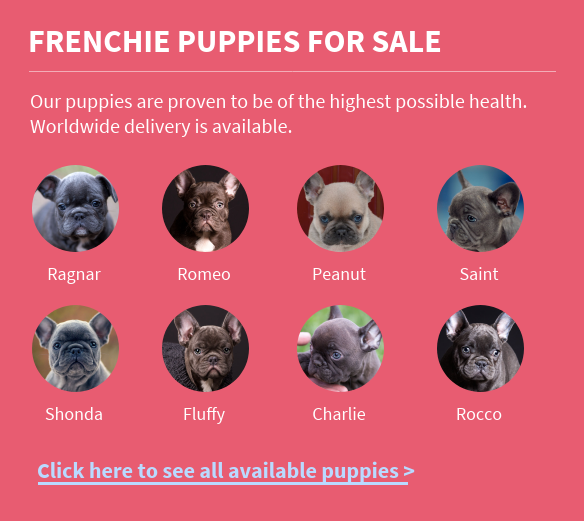 frenchie-puppies-for sale