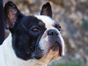 french bulldog vs boston terrier