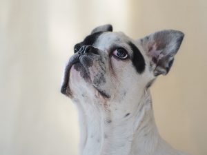 french bulldog vs boston terrier 1
