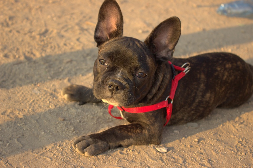 french bulldog