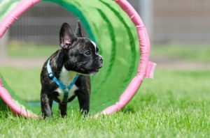 french bulldog harness