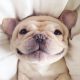 french bulldog for sale