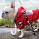 french bulldog jackets