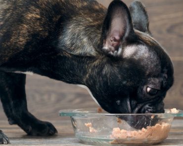 frenchie refuses to eat