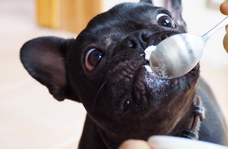 frenchie refuses to eat