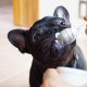 allergies in french bulldogs