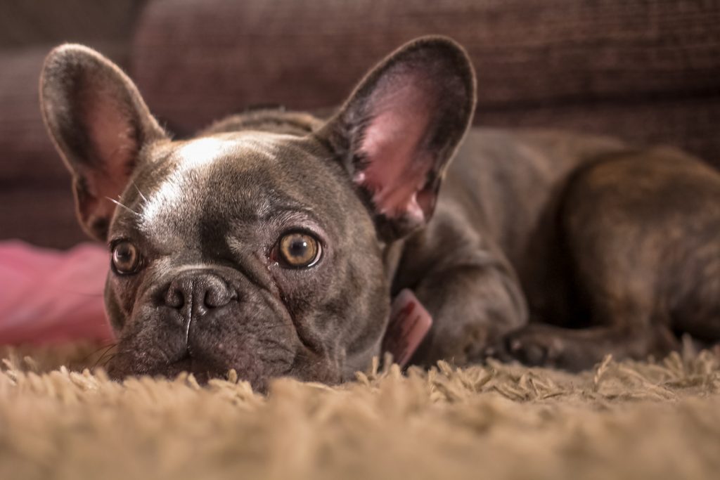 frenchie's joints