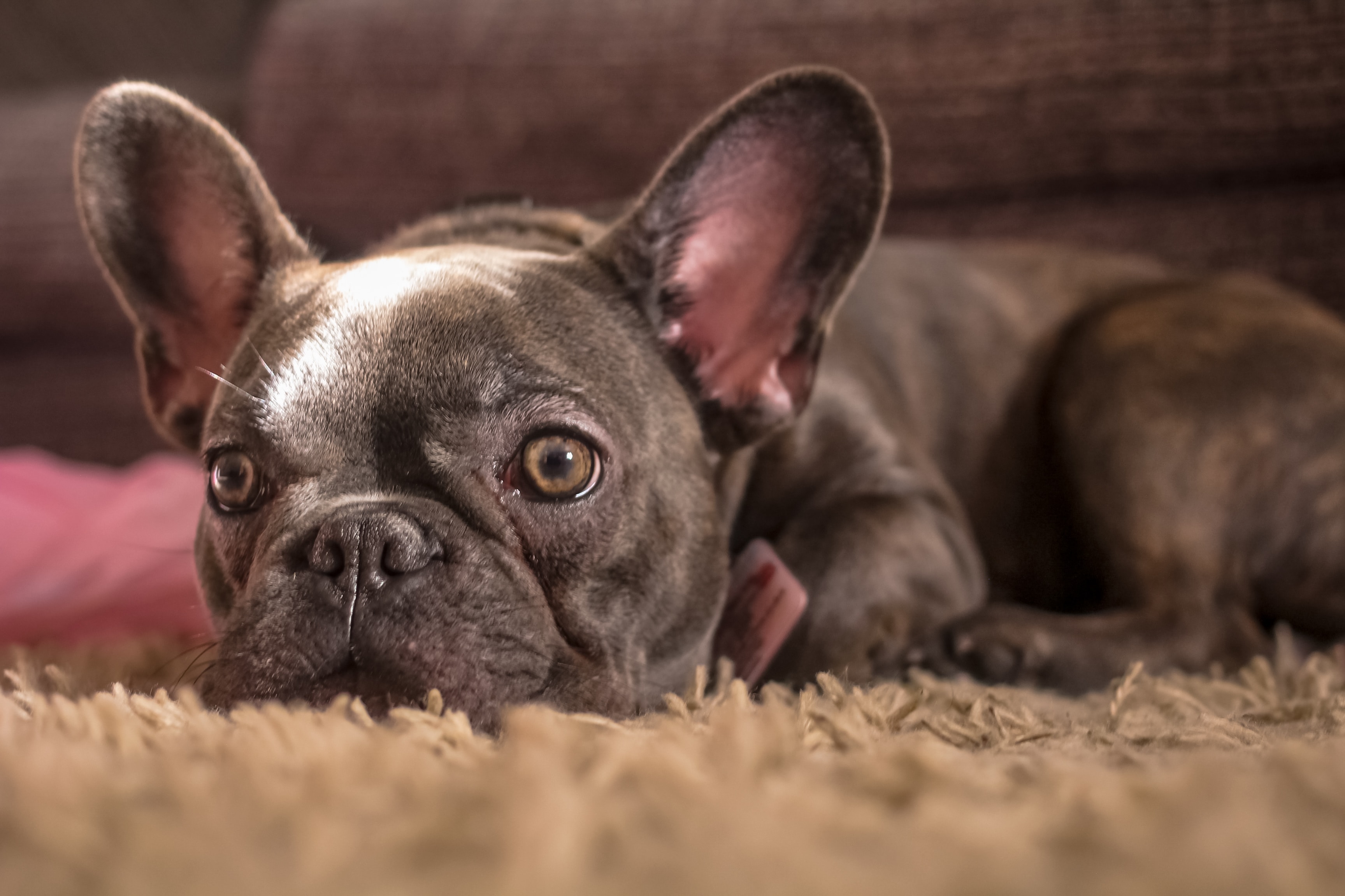 dry eye syndrome in french bulldogs