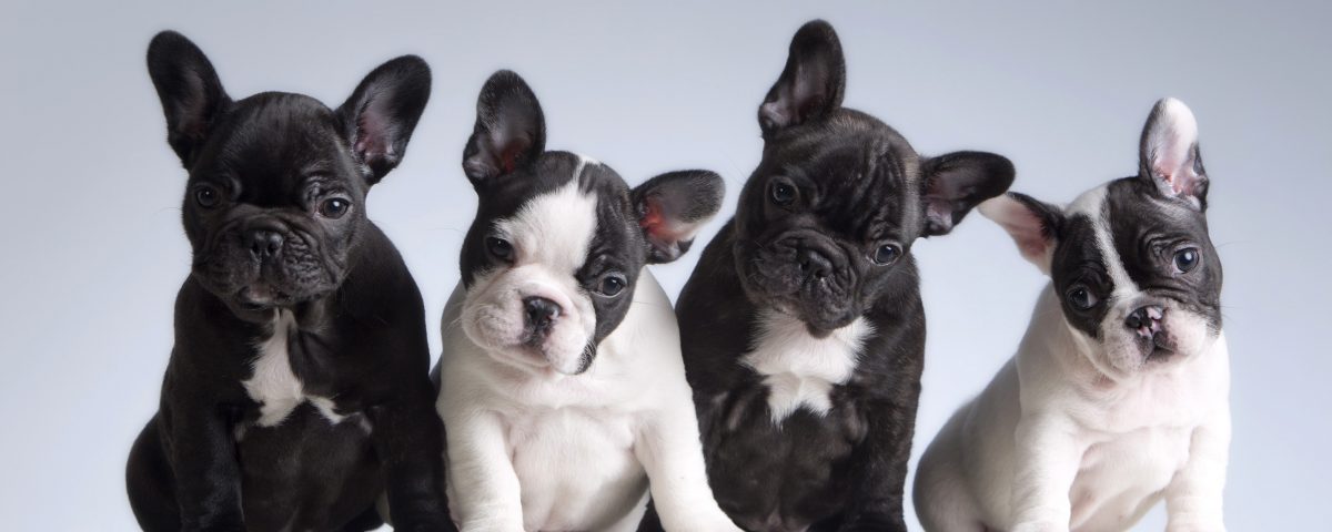 why are frenchies so expensive