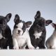why are frenchies so expensive