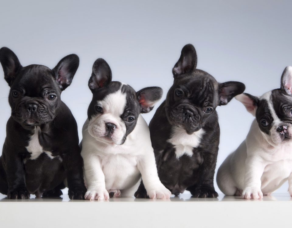 rare french bulldog colors