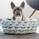 french bulldogs get cold