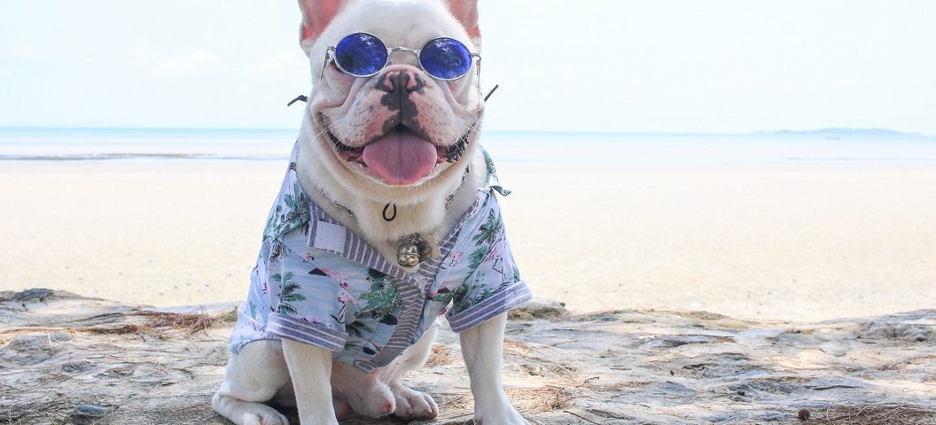 frenchie world