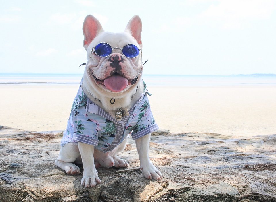 frenchie world