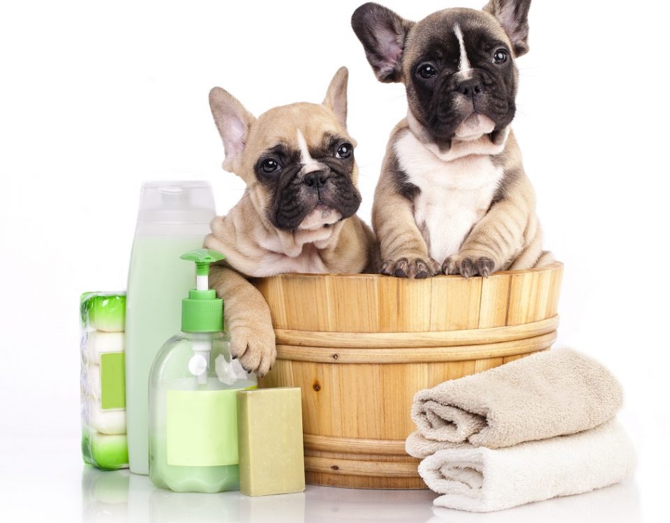bathe a french bulldog