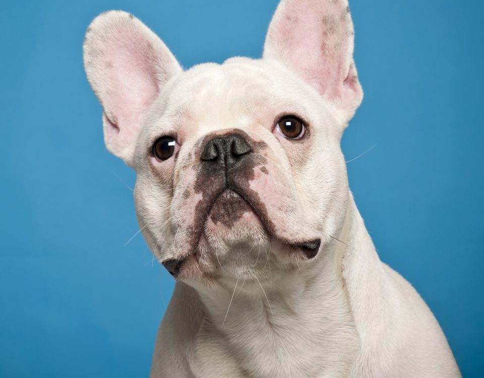 dry eye syndrome in french bulldogs
