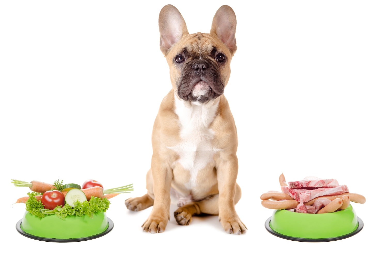 barf diet for french bulldogs