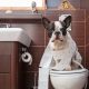 french bulldogs poop