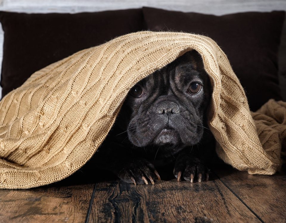 are french bulldogs inside or outside dogs