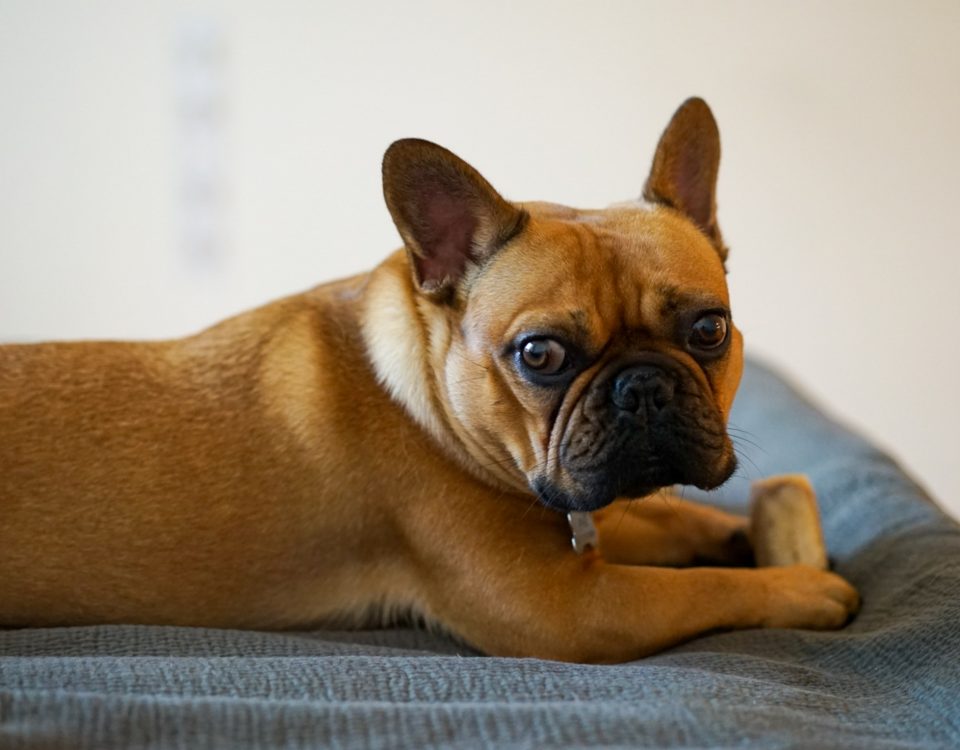 french bulldog won't eat