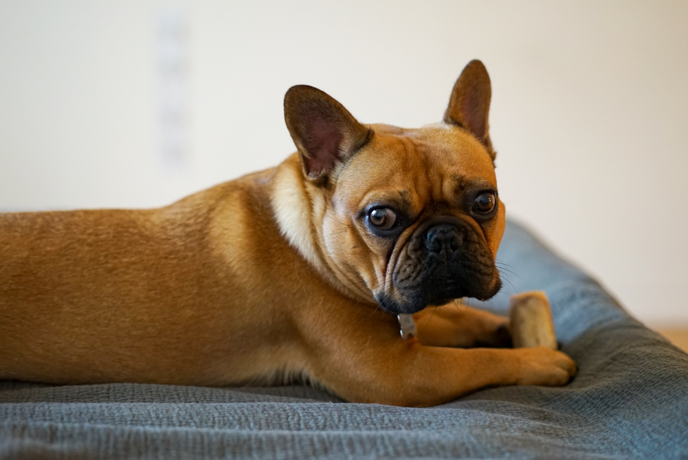 french bulldog won't eat