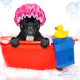 shampoo for a french bulldog