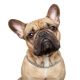 why do french bulldogs get tear stains