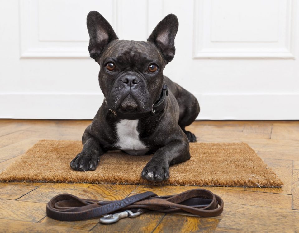 collars for french bulldogs