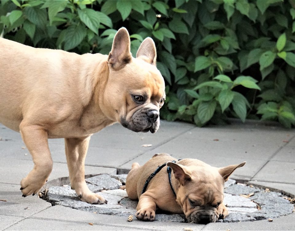 introducing a frenchie to a new pet