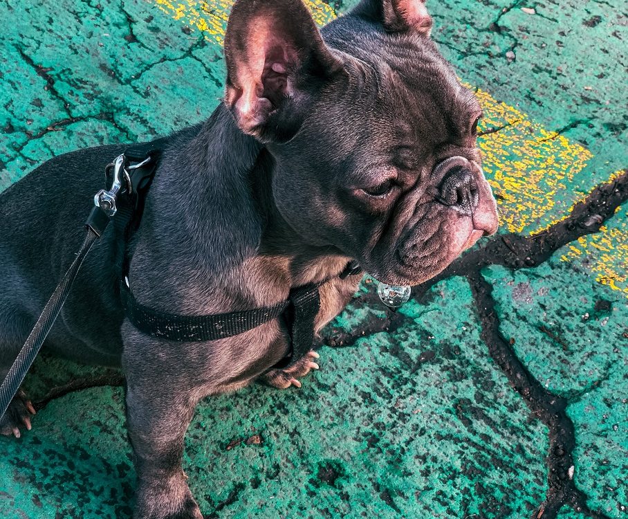 french bulldog harness