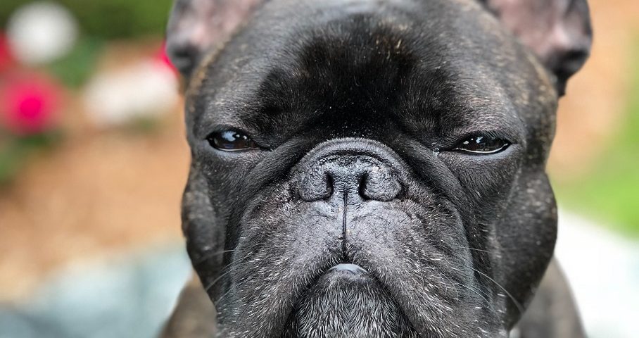 french bulldog lifespan
