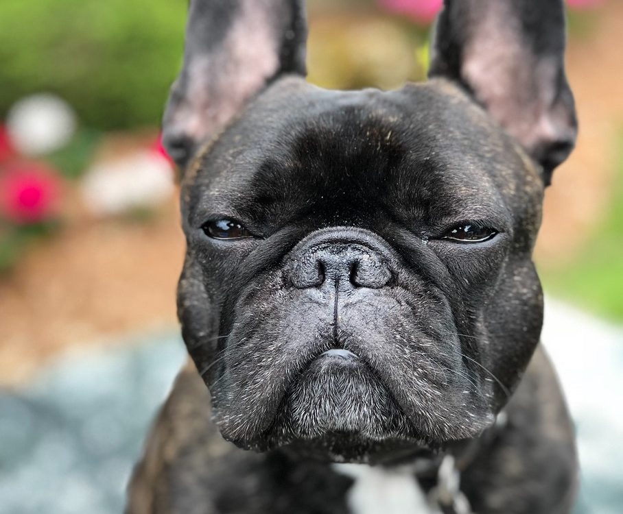 french bulldog lifespan