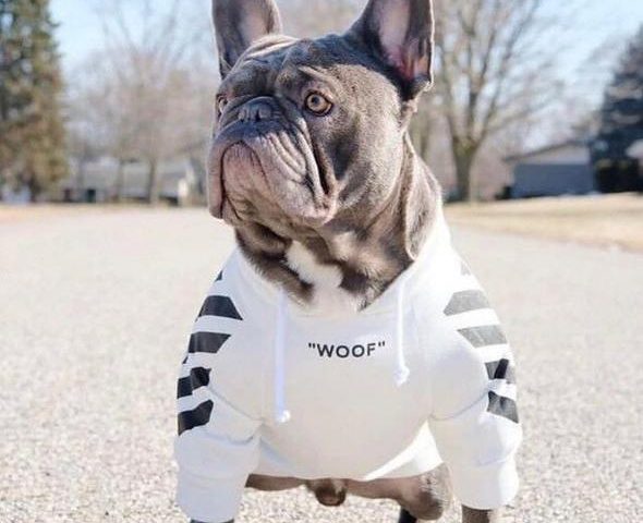 hoodies for french bulldogs