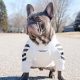 hoodies for french bulldogs
