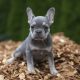 rare french bulldog colors