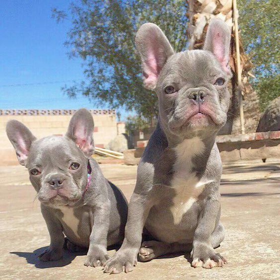 rare french bulldog colors