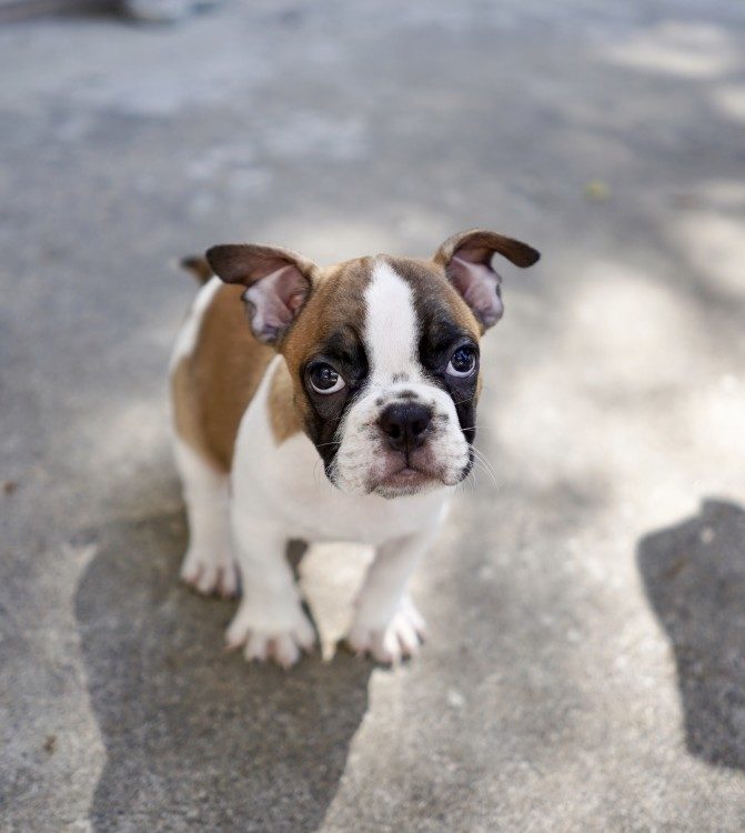 Why does my French bulldog have runny poop