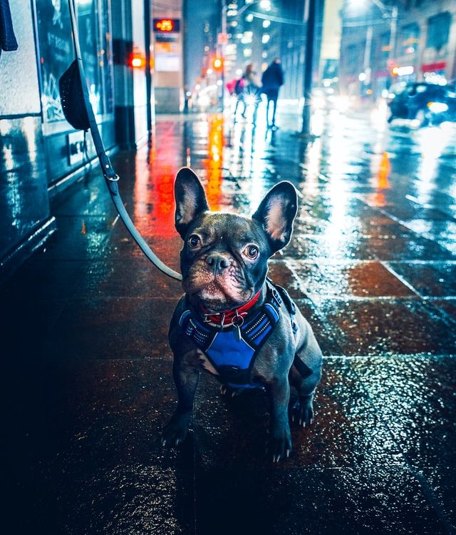 frenchie harnesses