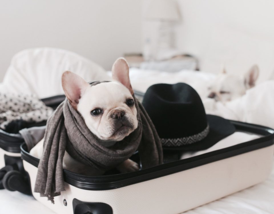 travel with a french bulldog
