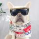 clothes for french bulldogs