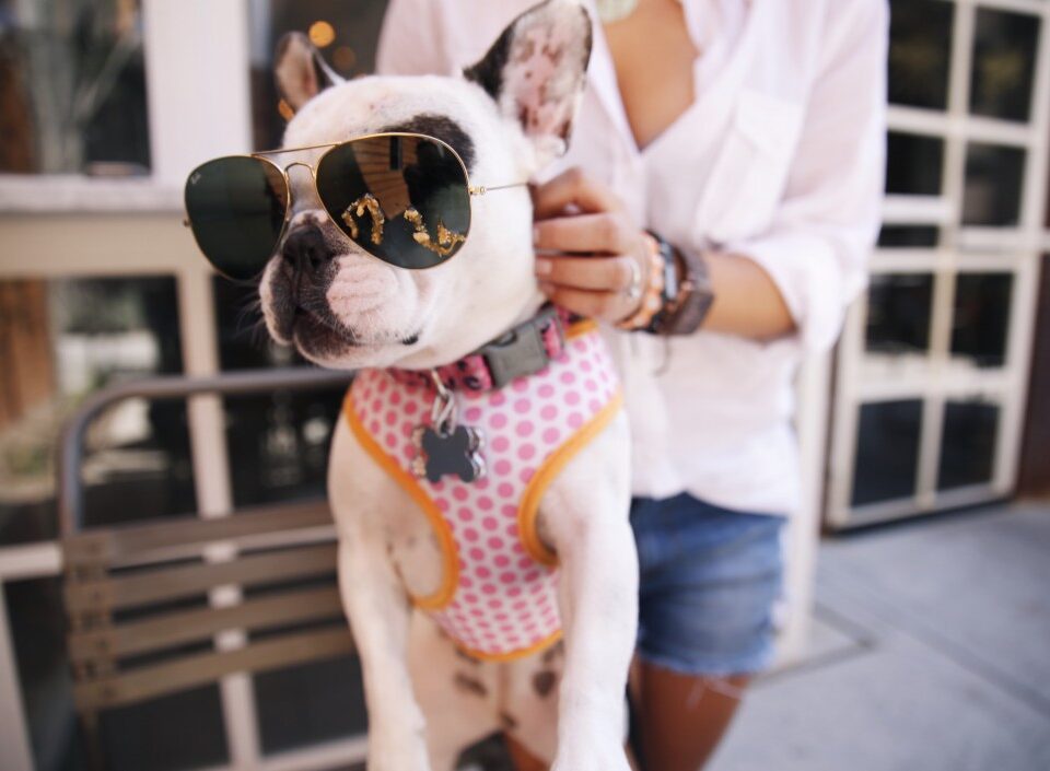 frenchie harnesses